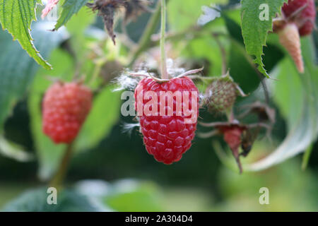 Lampone, Rubus idaeus, frutti maturi rossi con altri sfocati sullo sfondo delle foglie che sono anche sfocata. Foto Stock