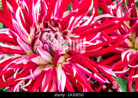 Dalia rossa close up fiore Fiore Dahlia 'Hollyhill Spiderwoman' Foto Stock