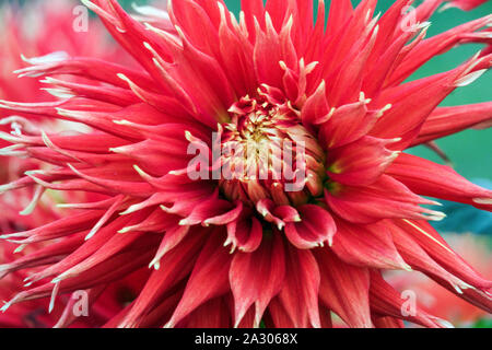 Red Dahlia close up fiore Cactus Dahlia fiore 'Mostra n Tell' Foto Stock