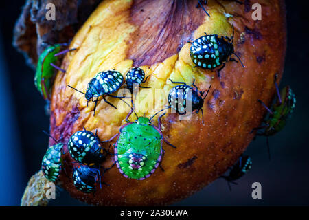 Nezara viridula verde scarabeo pest di giardini di rovinare le foglie e frutti di frutta ortaggi Pepe pomodoro. Polyphage. Il bug riduce la produttività, ritarda lo sviluppo di piante. Foto Stock
