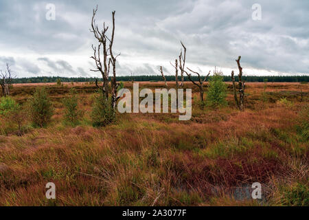 Paesaggio di brughiera delle Hautes Fagnes in autunno, Belgio. Foto Stock