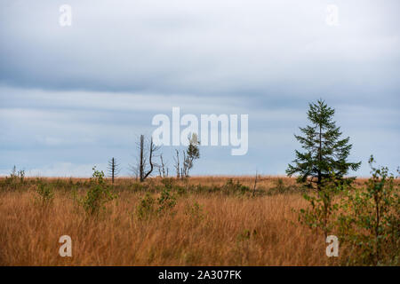 Paesaggio di brughiera delle Hautes Fagnes in autunno, Belgio. Foto Stock