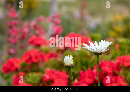 Bianco Rosso fiore con sfondo sfocato bokeh di fondo e spazio di copia Foto Stock