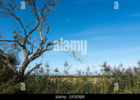 Struttura drammatica evidenziata dal sole del pomeriggio con la vista attraverso le paludi di mare del Nord sulla passeggiata da Wiveton Hall a Blakeney, Wiveton, Nord Foto Stock
