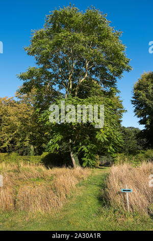 Pomeriggio di sole su un albero in giardino a piedi a Wiveton Hall farm, Wiveton, North Norfolk, Regno Unito Foto Stock