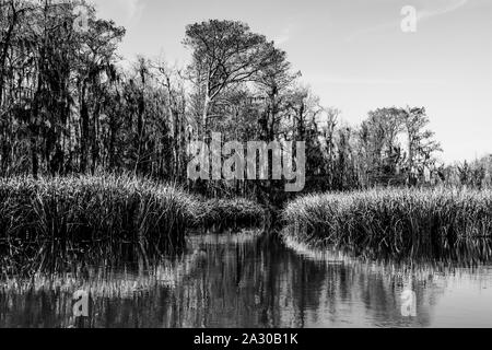 Louisiana Bayou: Reed piante (Phragmites australis) e cipressi nella palude delle zone umide vicino a New Orleans in bianco e nero Foto Stock