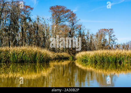 Louisiana Bayou: Reed piante (Phragmites australis) e cipressi nella palude delle zone umide vicino a New Orleans Foto Stock