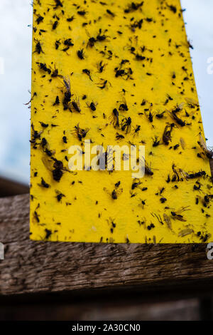 Trappola per insetti trappola giallo Foto Stock