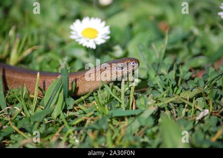 Dordolo lenta 010411 Worm Foto Stock