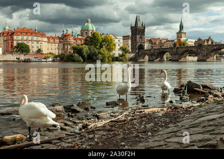 Cigni sulla riva del fiume Vltava a Praga Cechia. Foto Stock