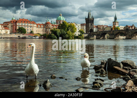 Cigni nel fiume Moldava, Praga. Charles Bridge in distanza. Foto Stock