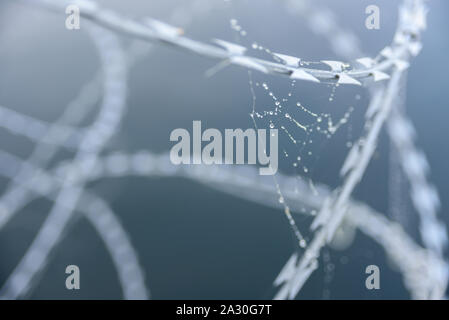 Spider Web con gocce d'acqua sul filo spinato. concetto di fragilità Foto Stock