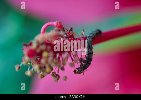 Caterpillar di mangiare il nettare di fiori, close-up immagine di Caterpillar Foto Stock