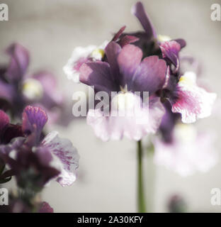 Viola e Bianco fiore cluster Foto Stock