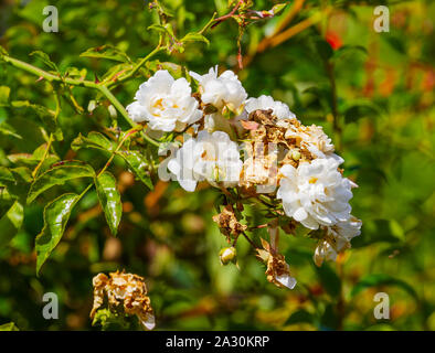 Bianco o rambling rosa rampicante con foglie verdi nel giardino estivo in Irlanda. Mostra die decadimento torna alla fine del ciclo Foto Stock