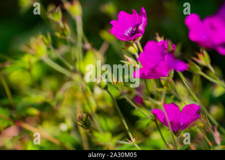Geranio 'rosa penny" fioriture dei fiori nel giardino estivo a Dublino in Irlanda. Magenta vibranti cerise petali di colore. Sfocato sfondo verde spazio copia Foto Stock