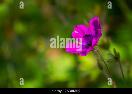 Closeup Geranio 'rosa penny" cerise magenta fiore in fiore nel giardino estivo a Dublino in Irlanda. Volare su un petalo sfocato con sfondo verde Foto Stock