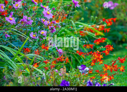 Crocosmia Monbretia, Gerani, Giapponese Anemone hupehensis Anemone nel lussureggiante giardino estivo in Irlanda Foto Stock