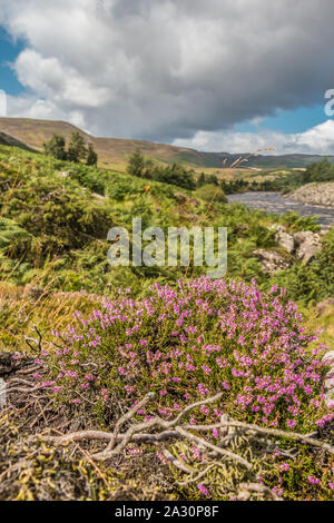 Heather in fiore sul tee riverbank, Superiore Teesdale, REGNO UNITO Foto Stock