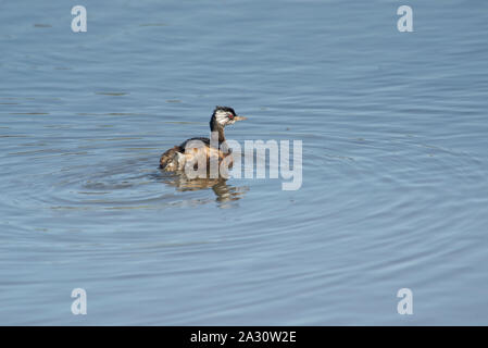 Bianco svasso tufted nuotare nella laguna Mar Chiquita Lagoon , Buenos Aires Foto Stock