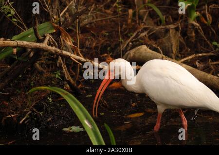 Bianco, ibis Eudocimus albus, in una palude della Florida Foto Stock