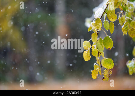 Foglie di autunno di Aspen Tree (Populus tremula 'Erecta') ricoperta di neve, sfocare lo sfondo con nevicata Foto Stock