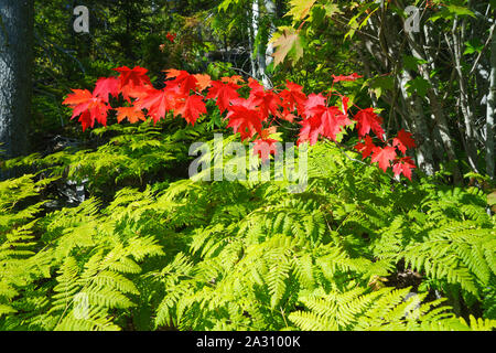 I colori autunnali, rosse foglie di acero e verde di felci. Foto Stock