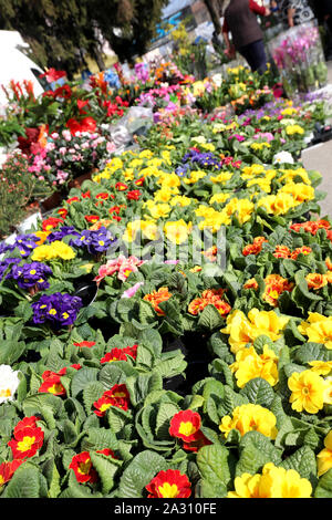 Molti sbocciato primule fiori sul mercato nella primavera Foto Stock