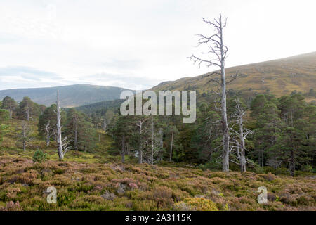 The Glen Lui e Glen Derry rotta nel Parco Nazionale di Cairngorms che vi porta fino a Ben Macdui la montagna più alta del parco. Foto Stock