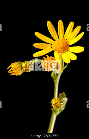 Laterali di studio shot di una levetta con diversi fiori di St. Jacobs (latino: Senecio jacobaea) davanti a sfondo nero. Foto Stock