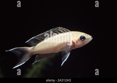 Burundi princess, Neolamprologus brichardi Foto Stock