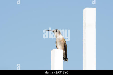 Ruby-throated Hummingbird seduta al di sopra di un traliccio bianco in tarda estate sun contro il cielo blu, con spazio di copia Foto Stock