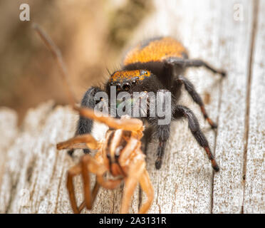 Apache femmina jumping spider, Phidippus apacheanus, mangiare una grande wolf spider sul lato di una staccionata in legno post Foto Stock