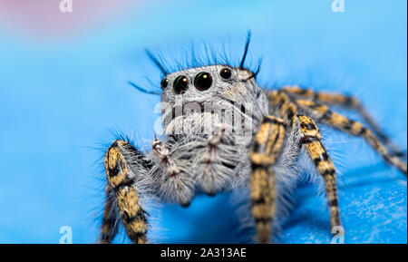 Bellissima femmina Phidippus mystaceus jumping spider contro sfondo blu Foto Stock