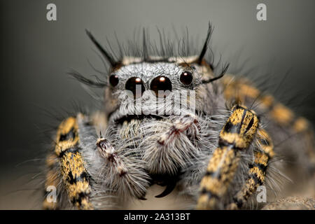 Primo piano di una femmina di Phidippus mystaceus jumping spider Foto Stock