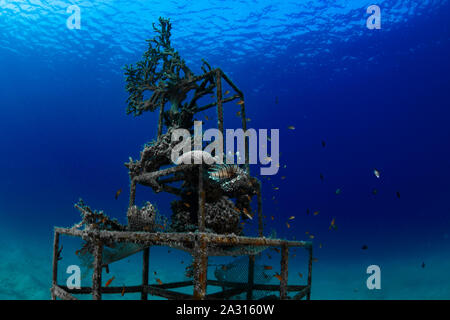 Leone sulla barriera corallina artificiale, Makadi Bay, Egitto Foto Stock