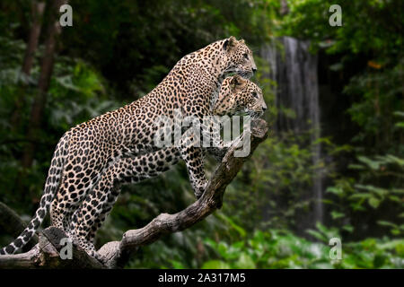 Leopardo dello Sri Lanka (Panthera pardus kotiya) coppia nella struttura ad albero, nativo di Sri Lanka Foto Stock