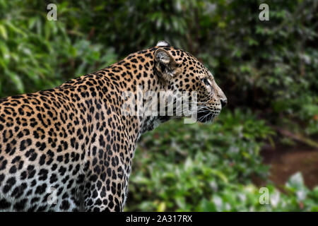 Iavan leopard (Panthera pardus melas) nella foresta pluviale tropicale, nativo di isola indonesiana di Giava Foto Stock