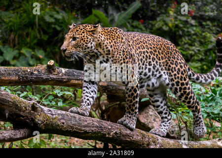 Iavan leopard (Panthera pardus melas) camminare su caduto tronco di albero nella foresta pluviale tropicale, nativo di isola indonesiana di Giava Foto Stock
