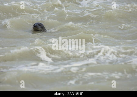 Gris,veaux marins,petit phoque,écume,tempête,Côte picarde,Saint Valery sur Somme,Baie de Somme,tête hors de leau,phoque nage,soleil,animaux marins. Foto Stock