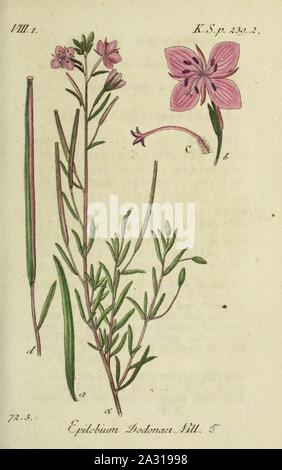 Epilobium dodonaei - Deutschlands flora in abbildungen nach der Natur - vol. 17 - t. 5. Foto Stock