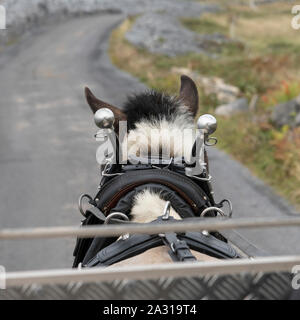 Vista posteriore di un cavallo tirando un carro, Kilronan, Inishmore, Isole Aran, nella contea di Galway, Irlanda Foto Stock