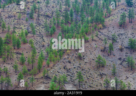 Hardy alberi di pino che cresce sui pendii ripidi pendii di Thompson River Canyon in British Columbia come si vede dal rocky mountaineer Treni turistici Foto Stock