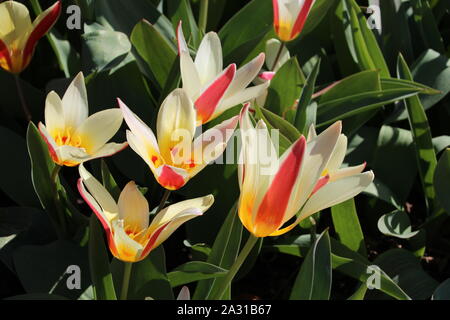 Alcuni tulipani bianco con strisce rosse Foto Stock