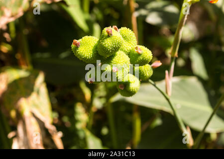 Wild crescente canna indica nella foresta. Fresco verde (semi di frutti in primavera. Faial da terra, Sao Miguel, isole Azzorre, Portogallo. Foto Stock