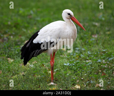 Bella cicogna in erba verde Foto Stock