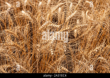 Il frumento è una delle principali colture agricole in Pakistan, con l'80 percento degli agricoltori crescente su un area di circa nove milioni di ettari. Foto Stock