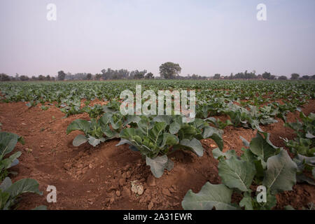 Il cavolfiore è uno dei più ortaggi della specie Brassica oleracea del genere Brassica, appartenente alla famiglia delle Brassicaceae. Foto Stock