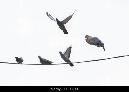 La columbidae è una famiglia di uccelli costituita da piccioni e colombe. Foto Stock
