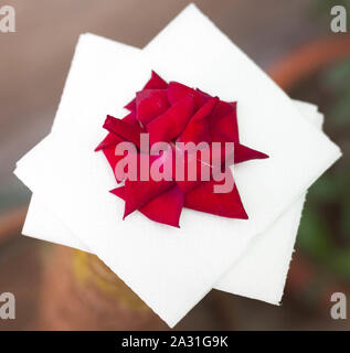 Petali di rosa rossa fresca, una rosa è una pianta perenne fiorita legnosa del genere Rosa, nella famiglia Rosaceae, o il fiore che porta. Foto Stock